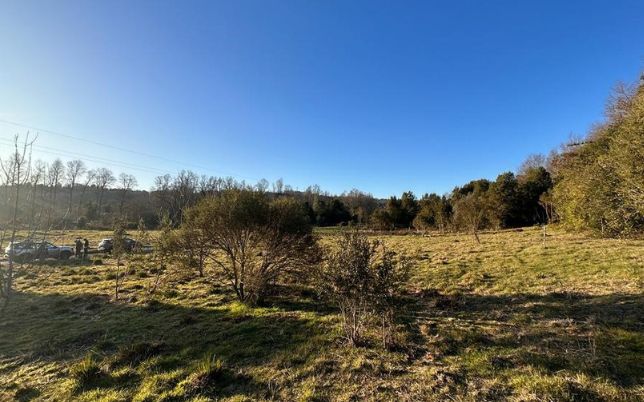 Bosque nativo y pradera